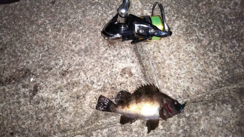 安定のメバリング！？