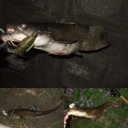 産卵前の爆釣劇