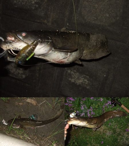 産卵前の爆釣劇