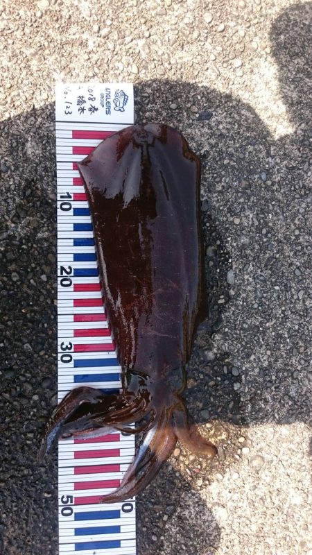 アオリイカとタコ