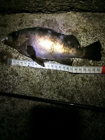 回遊型メバル？