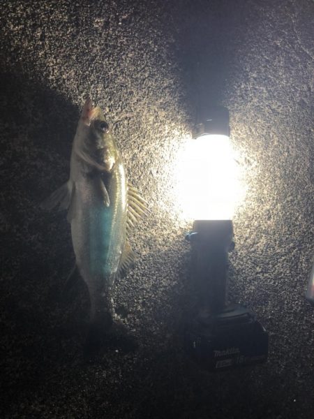 シーバスを求めて