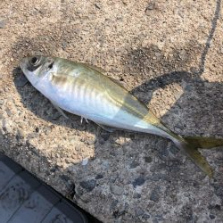 コウイカ釣りました