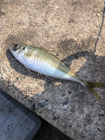 コウイカ釣りました