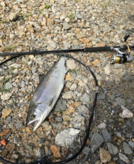 まさかの魚が釣れました