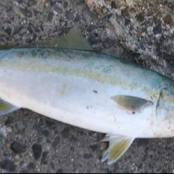 青物シーズン開幕❓