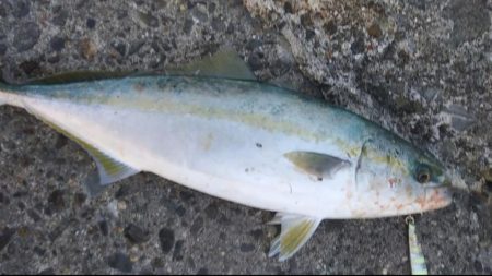 青物シーズン開幕❓