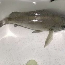 バチパターンを狙うも・・・・