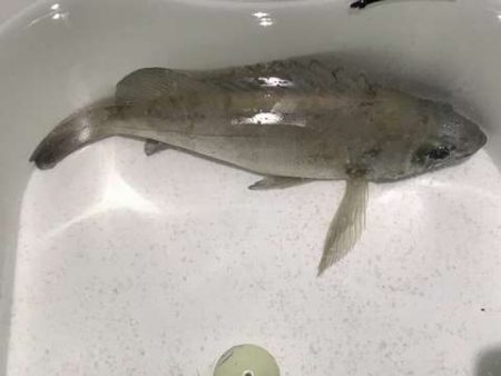 バチパターンを狙うも・・・・