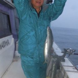 土佐安芸のハマちゃん