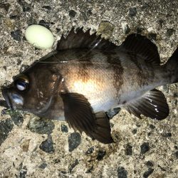 満足爆風メバリング