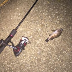 今日もメバリングちびっ子編