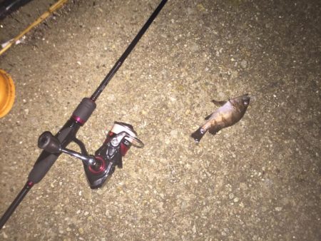 今日もメバリングちびっ子編