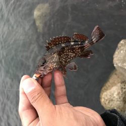 夕まずめ 短時間