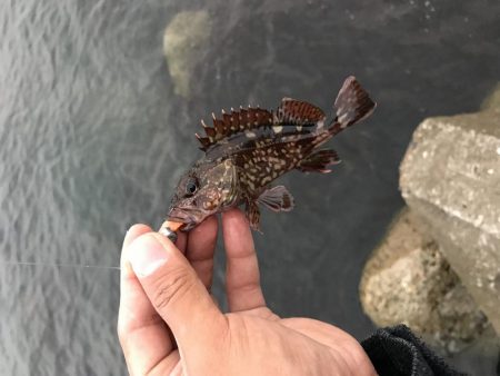 夕まずめ 短時間