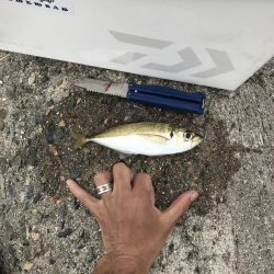 貝塚人工島のアジ