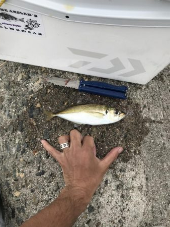 貝塚人工島のアジ