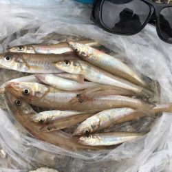 試練のキス釣り