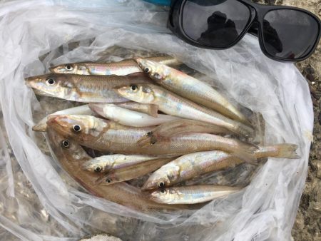 試練のキス釣り