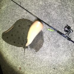 今年はまだまだ時期が早かった