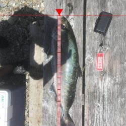 安戸池でカンパチ