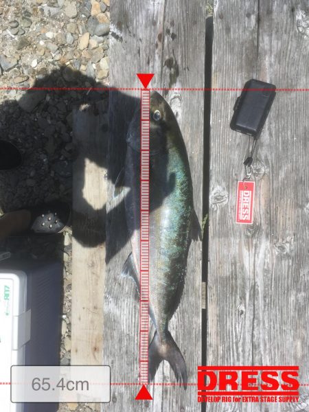 安戸池でカンパチ