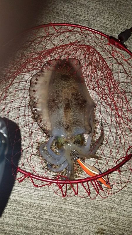 今年初アオリイカ