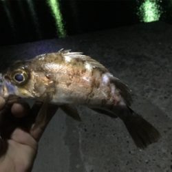 ナイトメバリング