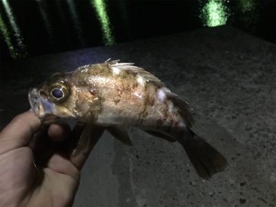 ナイトメバリング