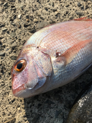 色々小物つれた