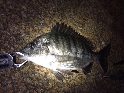 チニング&シーバス