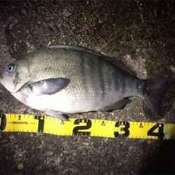 夕まずめ一発！！