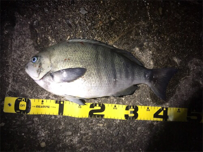 夕まずめ一発！！