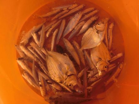 サビキ釣り＆チョイ投げ