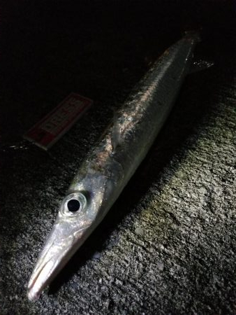 宮古島　平良港にてライトゲーム