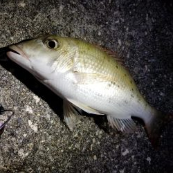 宮古島　平良港にてライトゲーム2