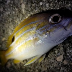 宮古島　平良港にてライトゲーム3