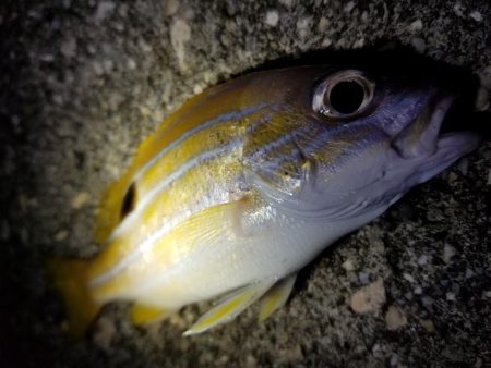 宮古島　平良港にてライトゲーム3