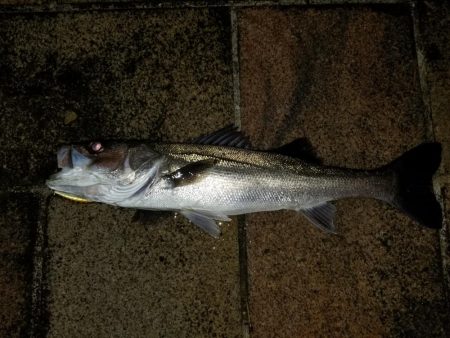 雨上がりシーバス釣行