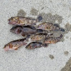 はじめてきました