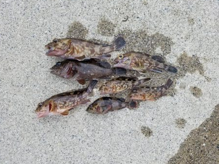 はじめてきました