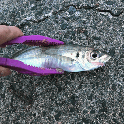 鳥取アジング(2018-2)