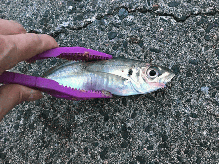 鳥取アジング(2018-2)