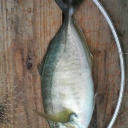 シマアジ・青物好調