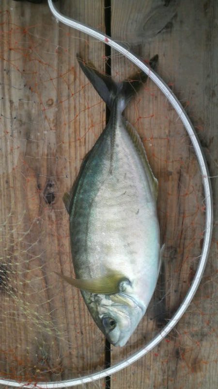 シマアジ・青物好調