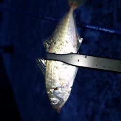 アジ釣りたーい。