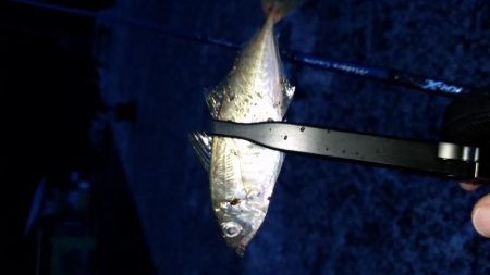 アジ釣りたーい。
