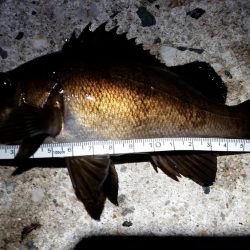 アジは釣れなかった