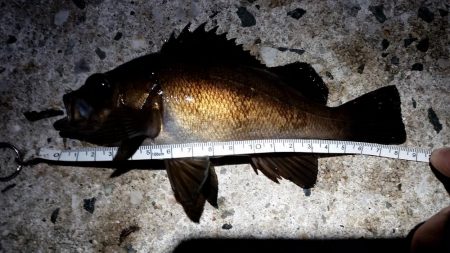 アジは釣れなかった