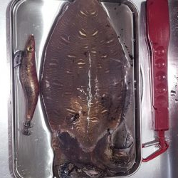 久々の陸っぱりエギング(コウイカ狙い)